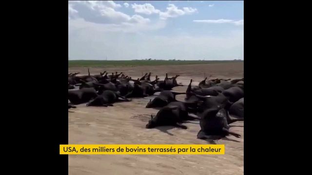 United States: Thousands of cattle destroyed by heat wave