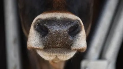 Cow burps are taxed in New Zealand, but now there are protests from farmers.