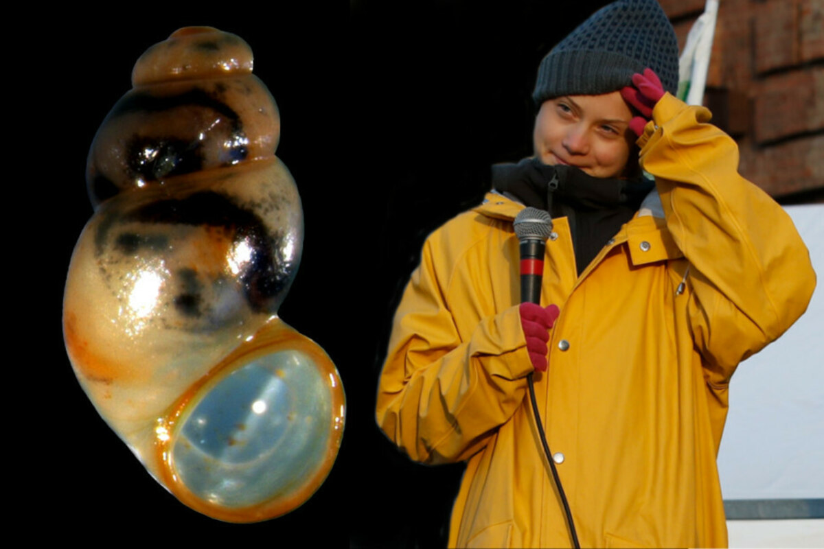 Greta Thunberg made a snail: a new species named after an activist