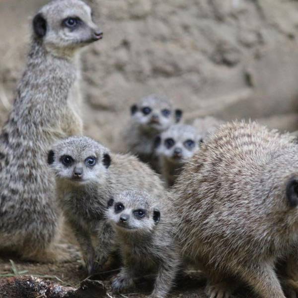 Meerkat offspring keep the family busy