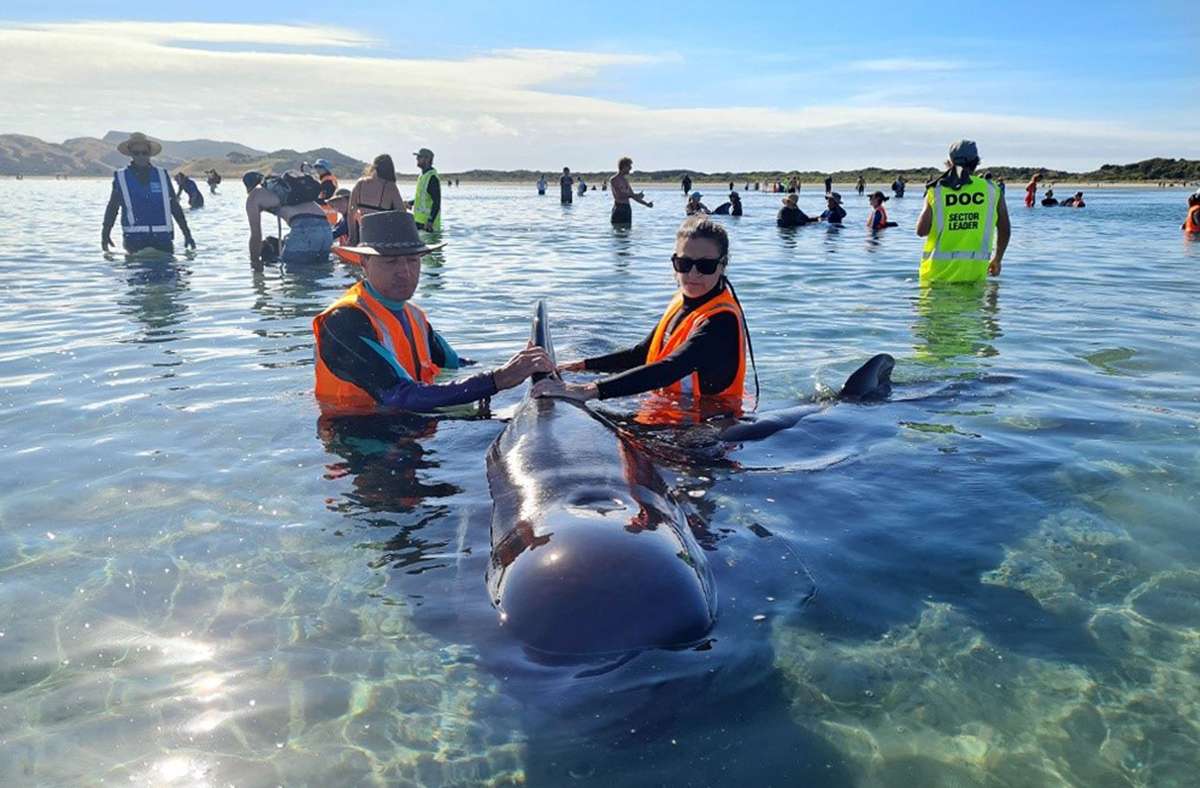 Helfer von der Organisation Project Jonah versuchen, die Walen zu retten. Foto: AFP/Project Jonah