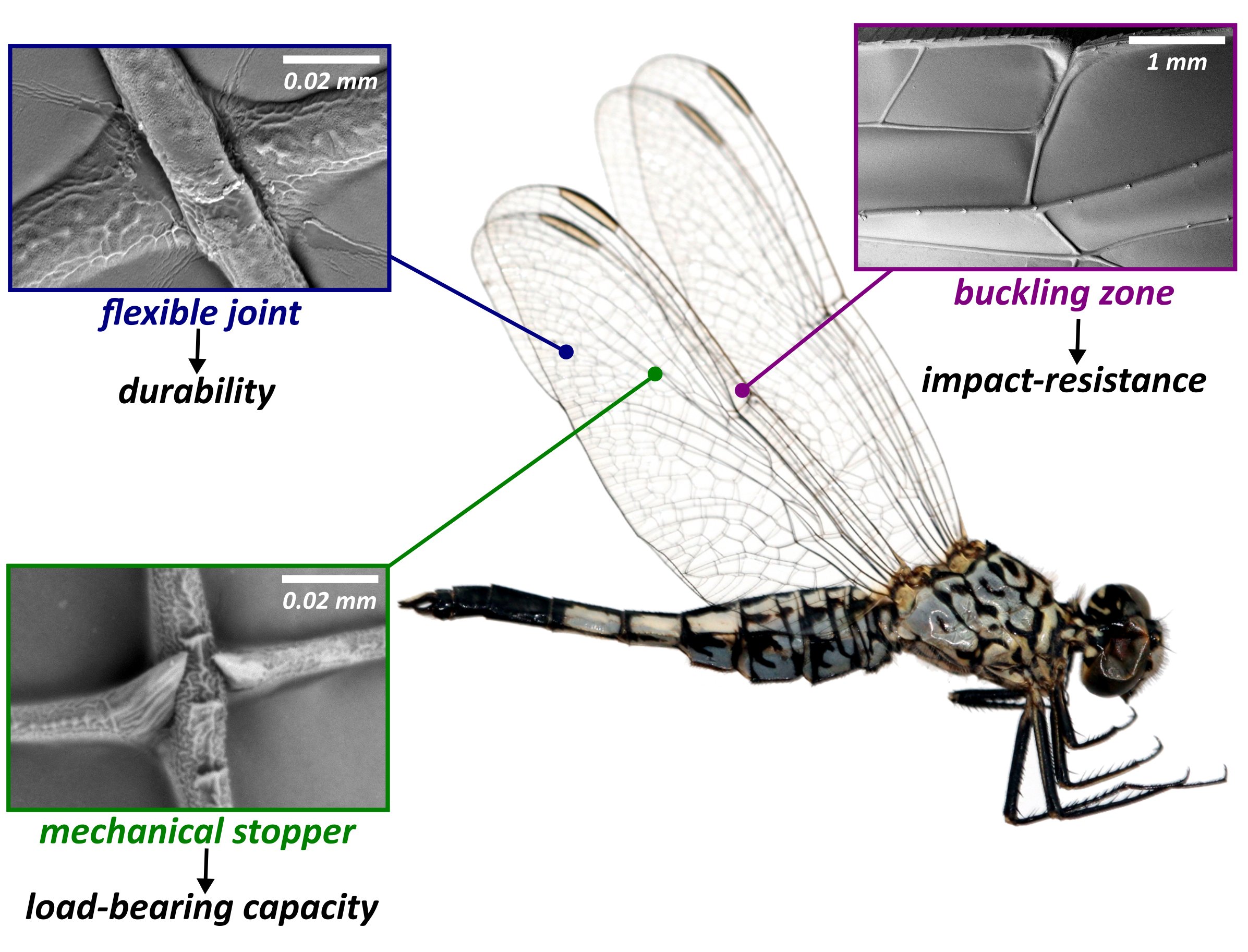 Insect wings patented natural powerful with potential