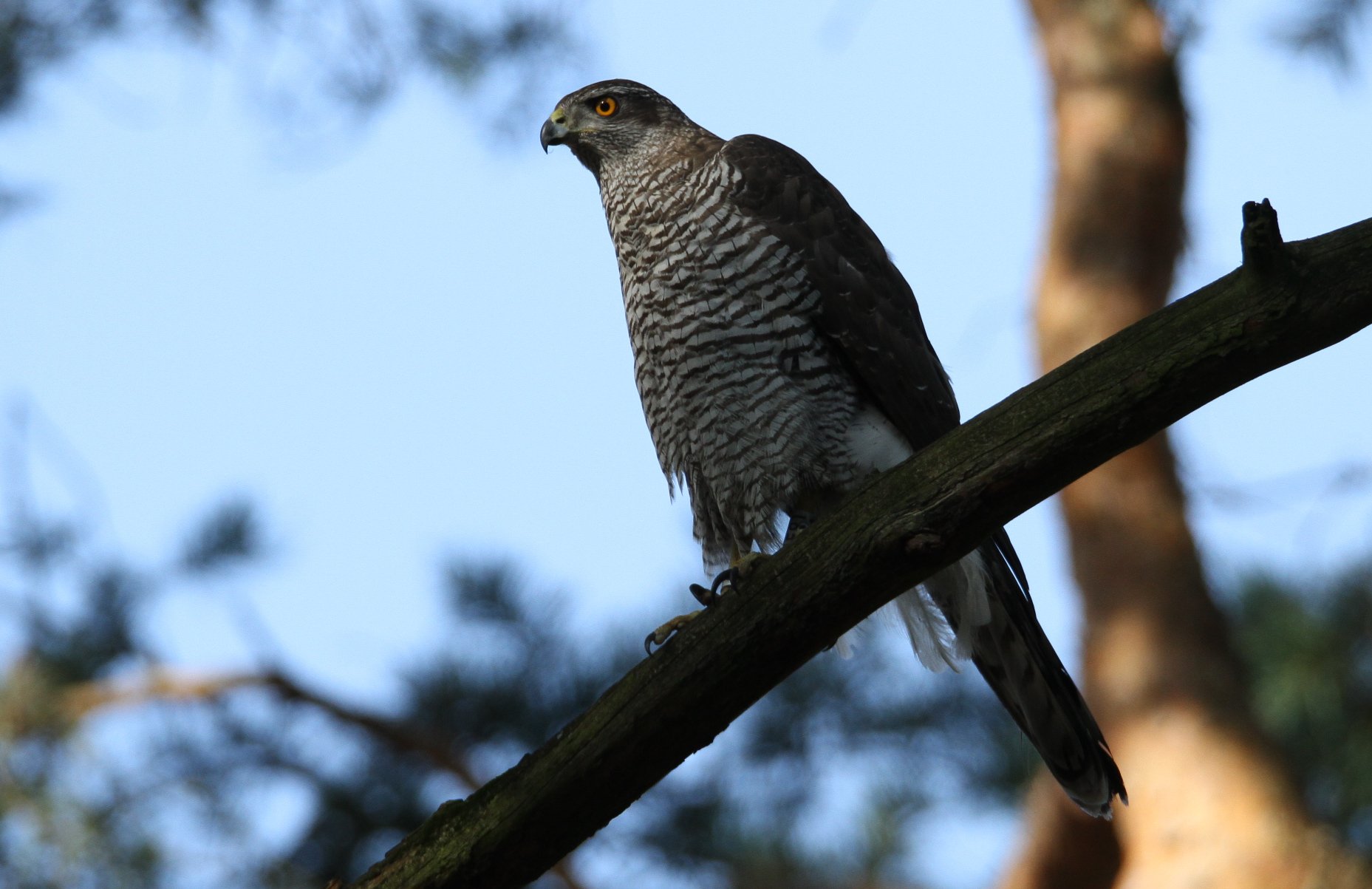 Habicht und Co creeping poisoning threatens birds of prey