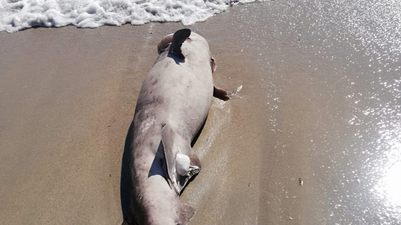 Mallorca: a shark carcass frightens tourists in St. Elm - News abroad