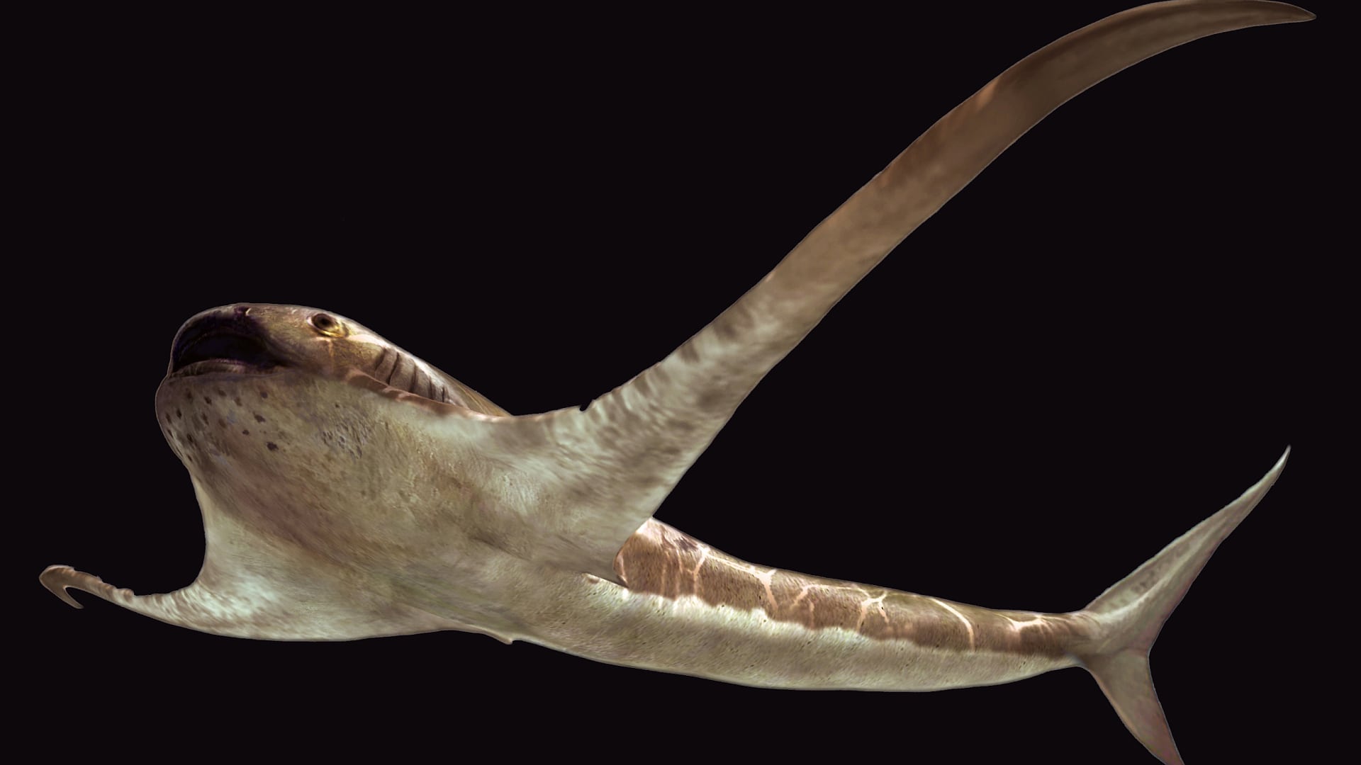 The fossil shark flew under the water like a ray