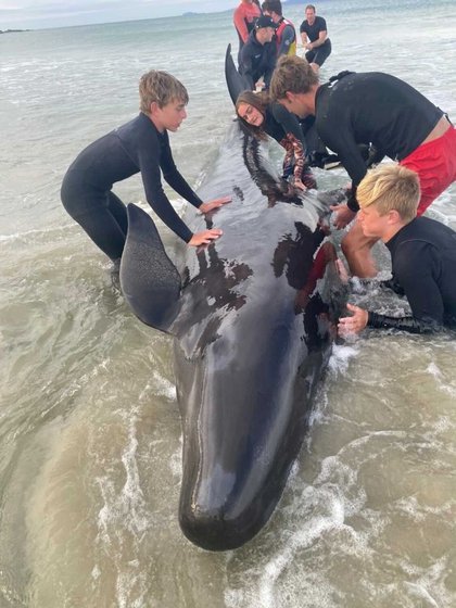 Ali Williams and a group of people help a whale on the beach in Mangaohai Heads, New Zealand (Photo: Reuters)