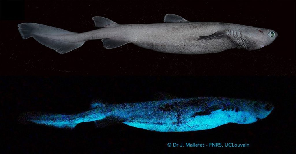 Three species of glow-in-the-dark sharks discovered in New Zealand |  Science