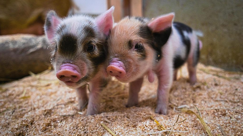 "Sausüßer" offspring at Hellabrunn Zoo - Kunekune pigs