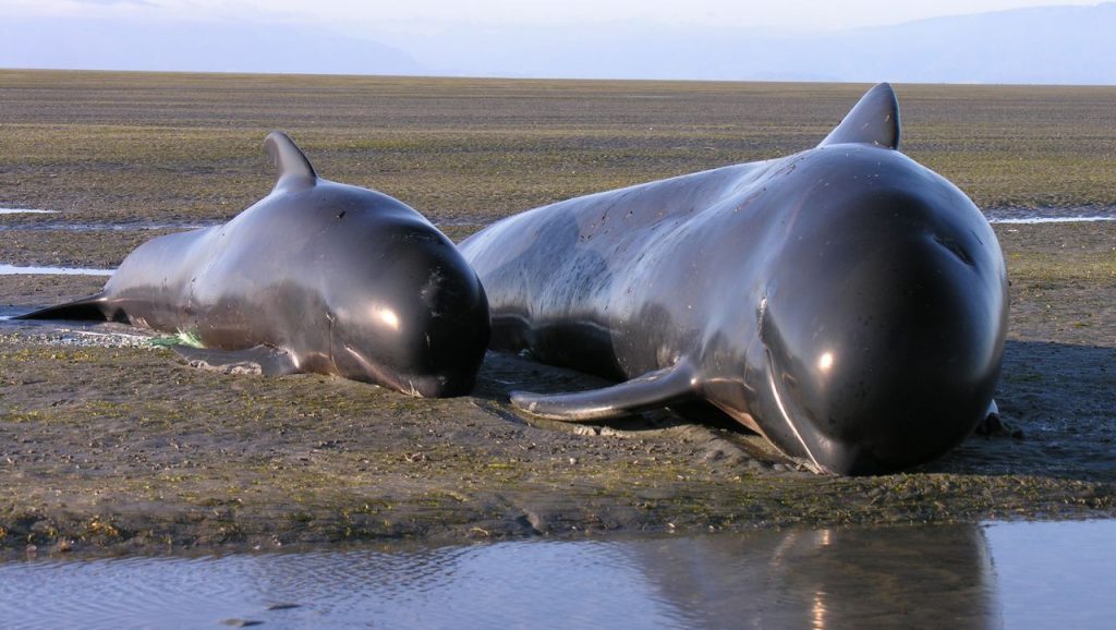 New Zealand: Dozens of test whales are stranded and nine animals die