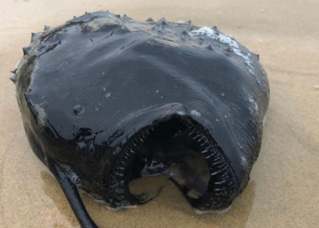 Video: Mysterious fish washed up in the depths of the sea on the California coast