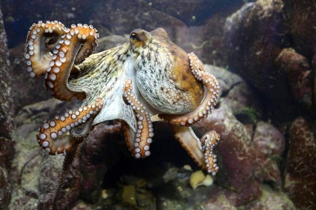 Why the intelligence of the octopus fascinates scientists - Ouest-France Evening Edition
