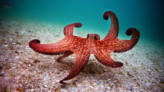 Octopus on the ocean floor.  © GS PR Pippa Ehrlich Photo: Pippa Ehrlich