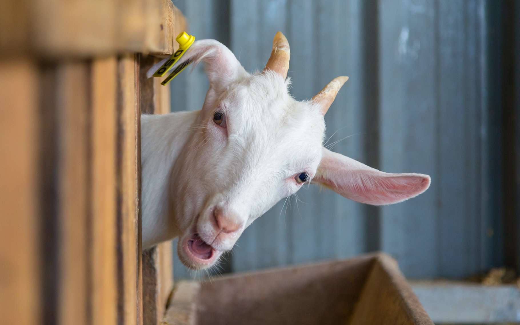 Are goats as smart as dogs?