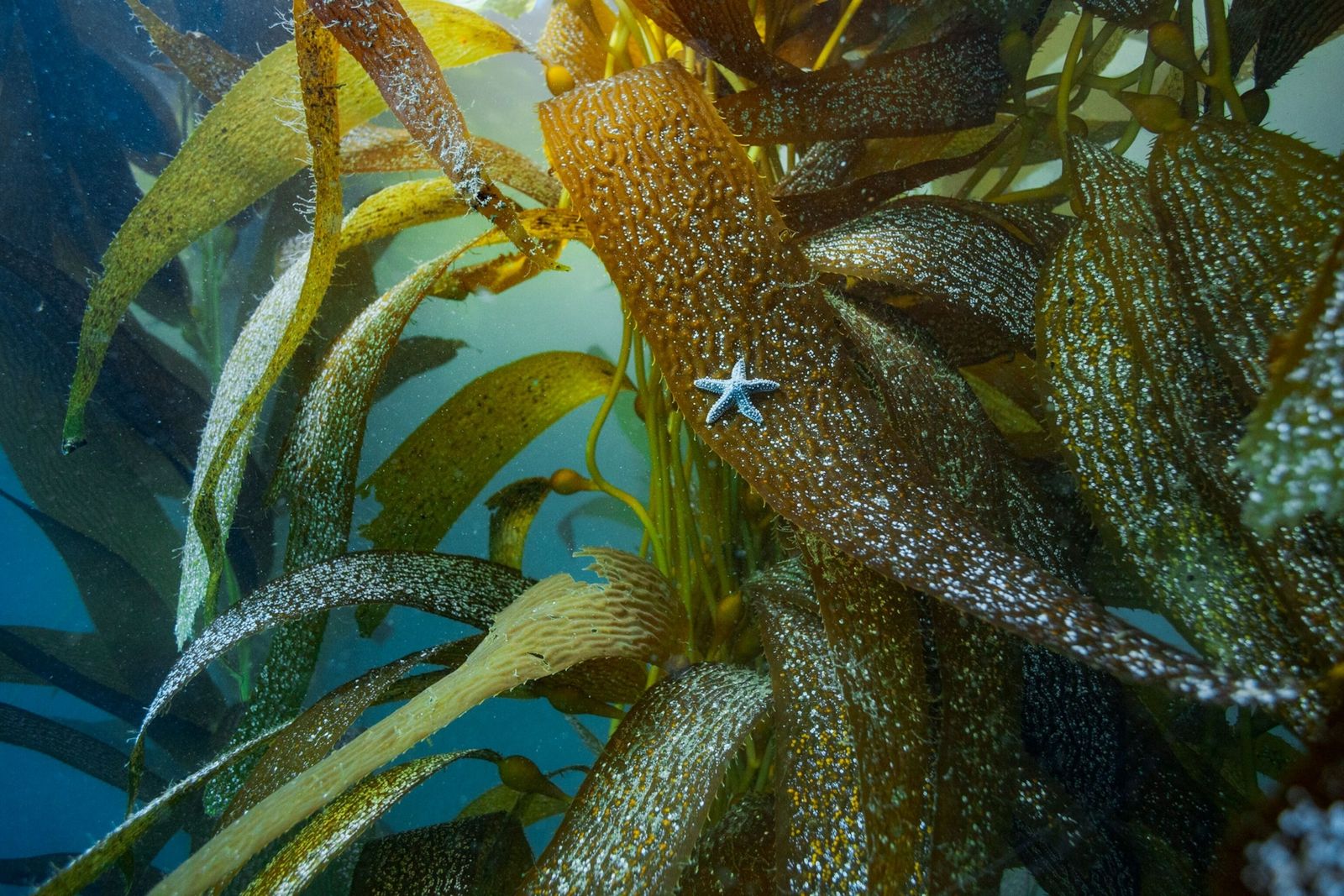 The disappearance of starfish in North America threatens the entire marine ecosystem

