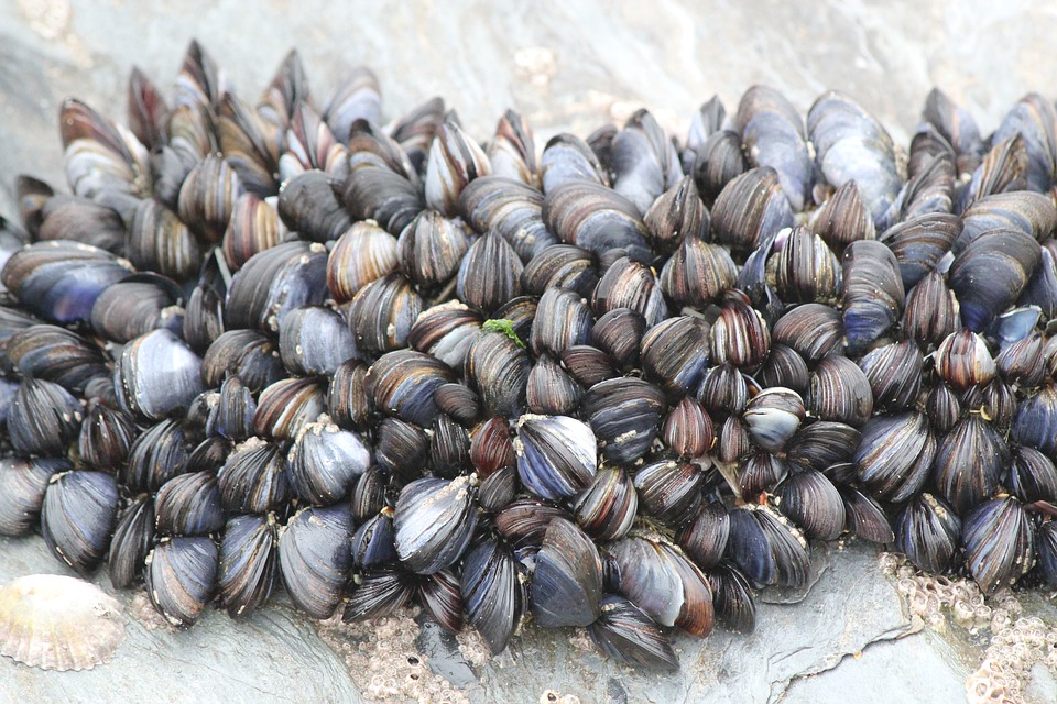 Science has finally understood how mussels are able to stick to their rock