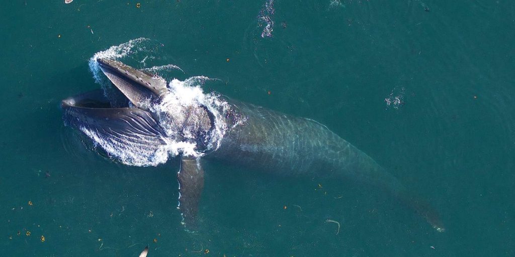 The great appetite of whales, a source of strength for the oceans