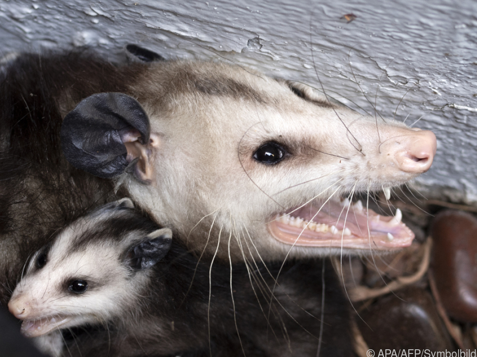 An opossum protects its young
