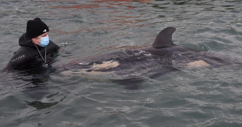 Baby orca stranded in New Zealand dies