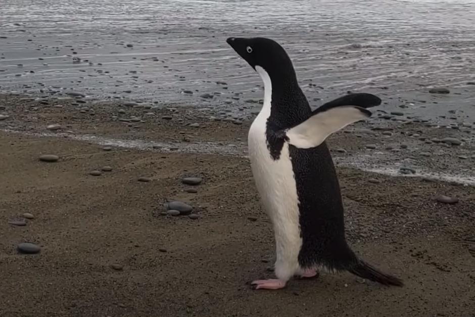 Lost the Antarctic Penguin in New Zealand