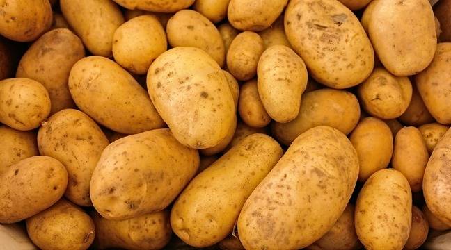 The couple reportedly discovered the world's largest potato in their garden