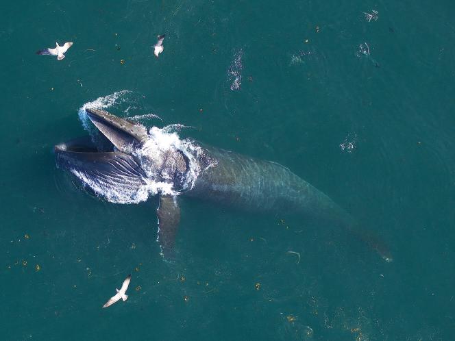 Humpback whale, off ca.