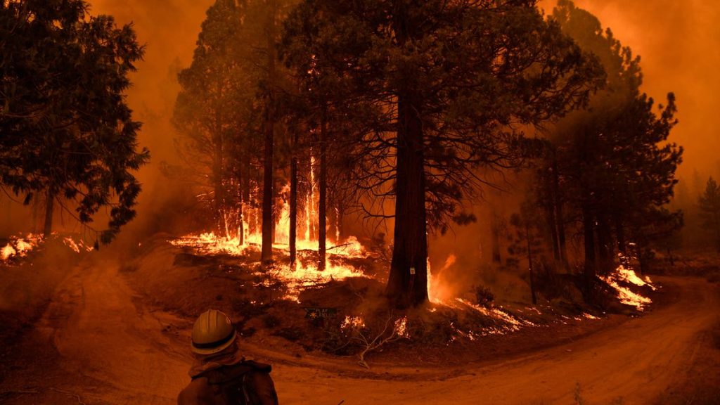 “From New Zealand, I watch the fires in California. Online and without ever setting foot in the United States.” |  digital transformation |  technology