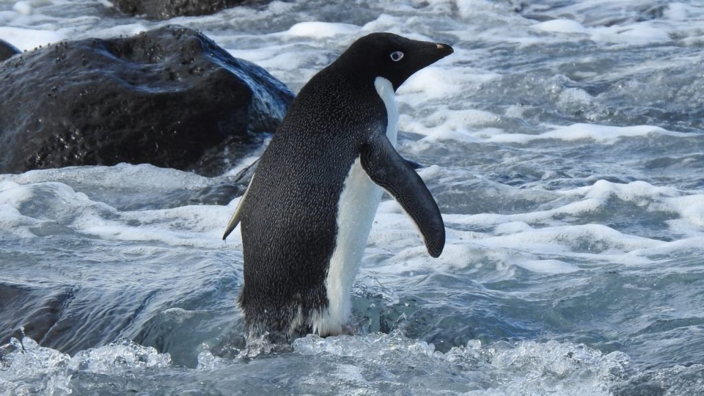 The penguin swims 3,000 kilometers from Antarctica to New Zealand - news abroad
