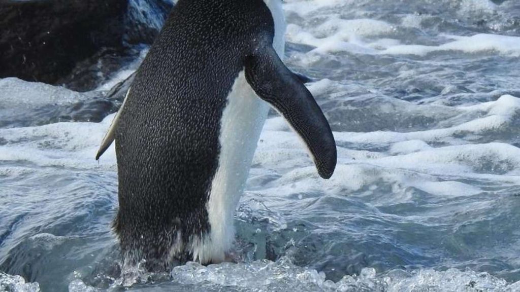 Animals: Antarctic penguin swims 3,000 kilometers to New Zealand - Wikipedia