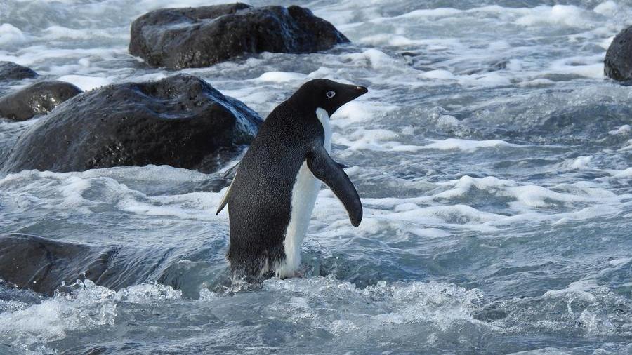 He wanders alone for three thousand kilometers and arrives in New Zealand, the Penguin Pingu who was saved by a local