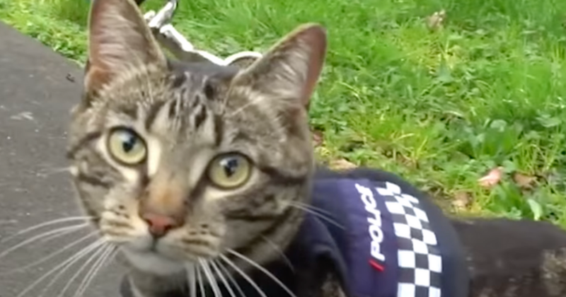 New Zealand police unveil 'secret cat department' - unusual