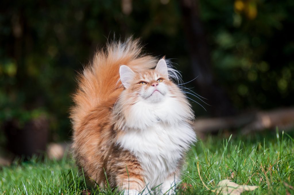 What are the most beautiful cat breeds according to science?