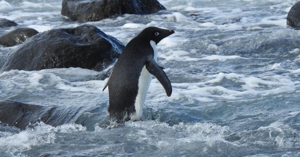 A decent fellow: a penguin swims 3000 km from Antarctica to New Zealand