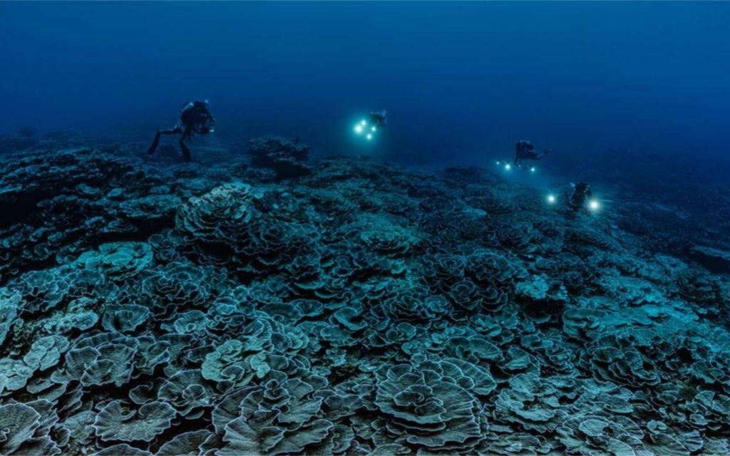 Un récif corallien récemment découvert à Tahiti ressemble à un jardin de roses géant. © Alexis Rosenfeld