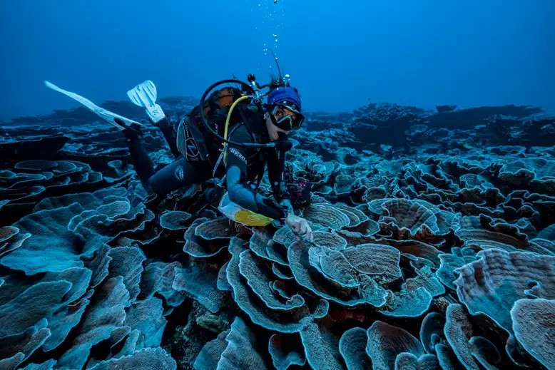 The newly discovered corals were sampled for laboratory analyses.  © Alexis Rosenfeld