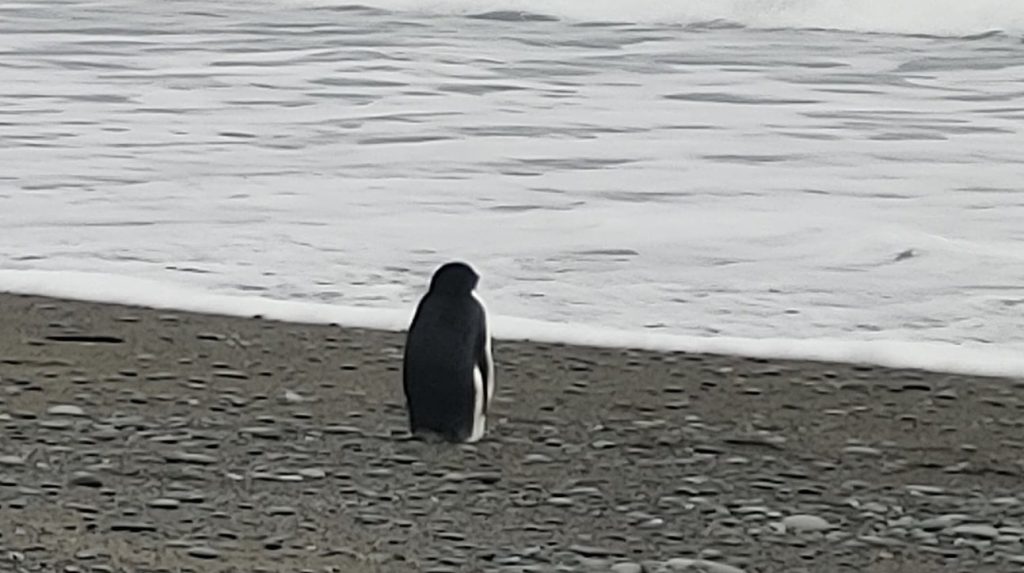 New Zealand, an Antarctic penguin found 3000 km from its natural habitat