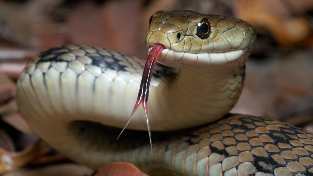 United States: A man was found dead surrounded by more than a hundred snakes