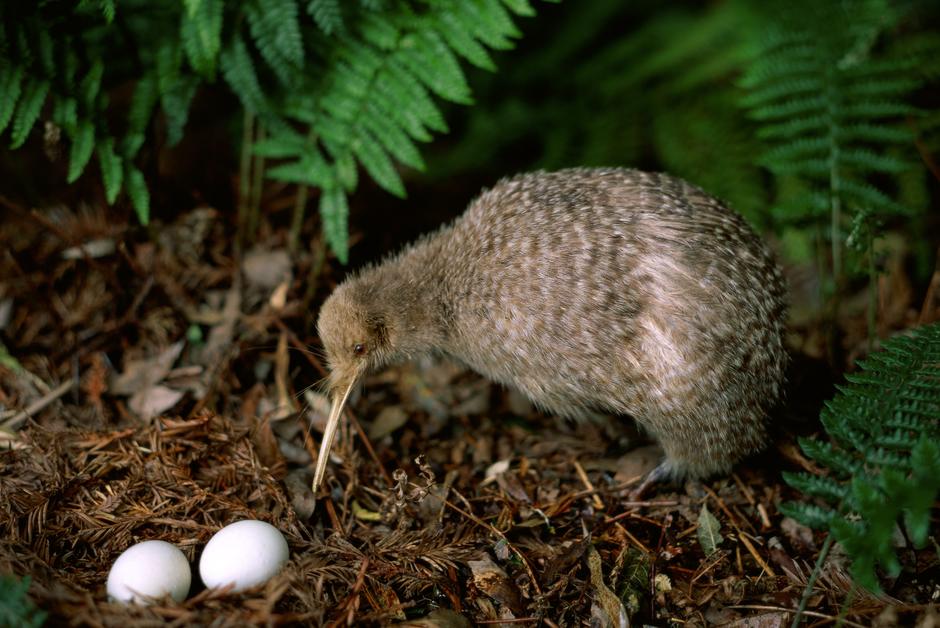 The kiwi sings again in New Zealand