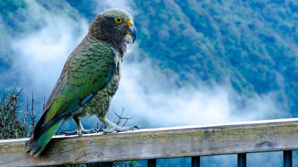 A parrot steals a camera and takes a picture of itself with it (video)