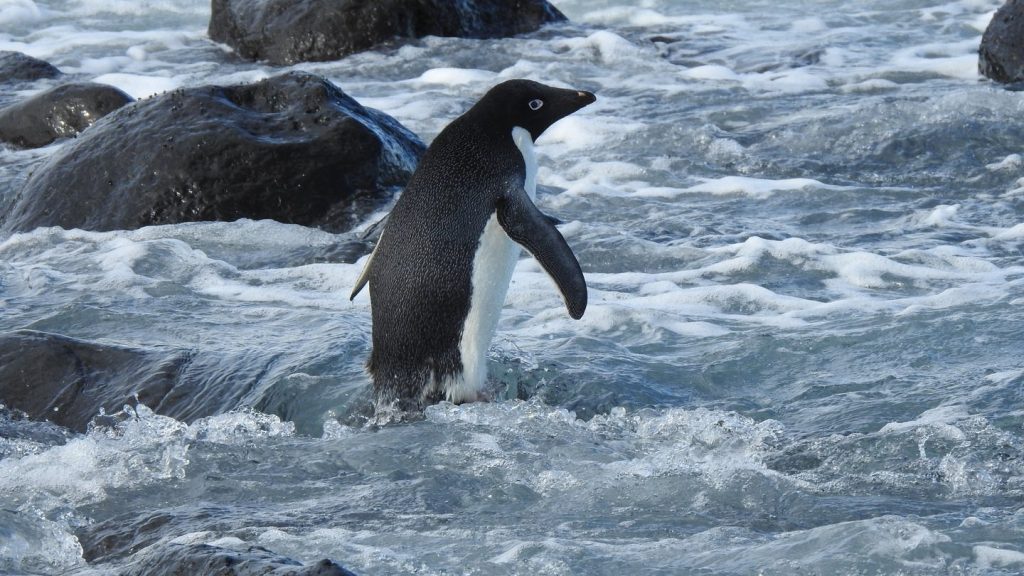 Penguin swims 3000 km to New Zealand - SWR3