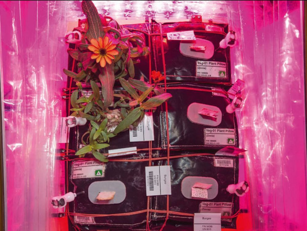 In what direction do plants grow on the International Space Station?