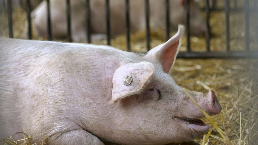 Researchers analyze pig grunts to better understand them