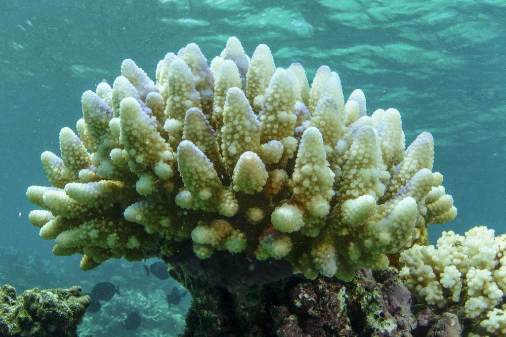 In Australia, 91% of the Great Barrier Reef has experienced 'bleaching'