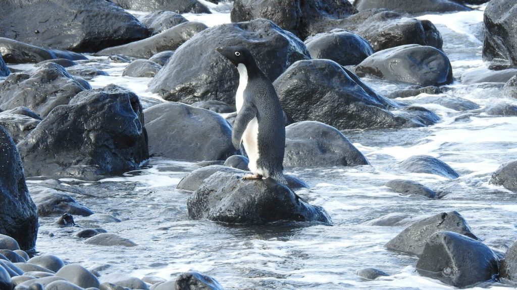 A penguin was found in New Zealand, 3000 km from Antarctica