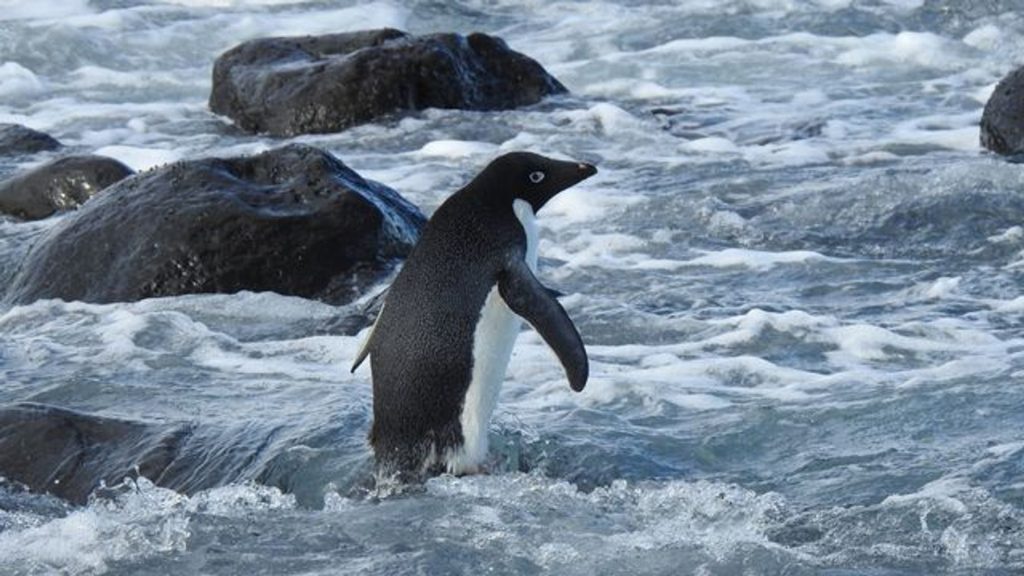 Antarctic penguin swims 3000 km to New Zealand