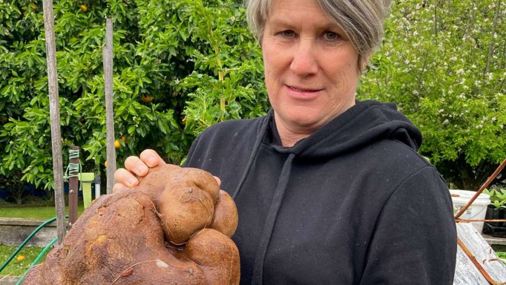 Donna Craig-Brown hält Dug (zunächst hieß sie Doug), die vermeintlich größte Kartoffel der Welt, im Garten ihrer kleinen Farm hoch. Foto: Colin Craig-Brown/Colin Craig-Brown/AP/dpa