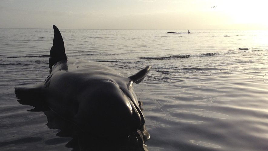 Huge strandings of pilot dolphins in New Zealand, about thirty cetaceans died
