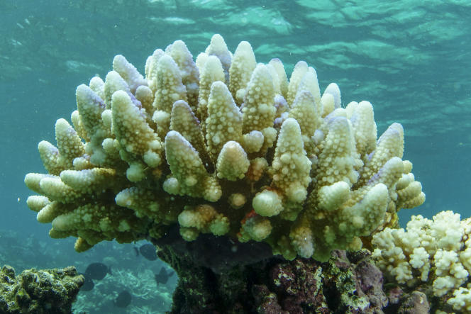 The bleached corals of the Great Barrier Reef remain alive and may recover if conditions improve, according to a report released on May 10, 2022 by the Australian government. 