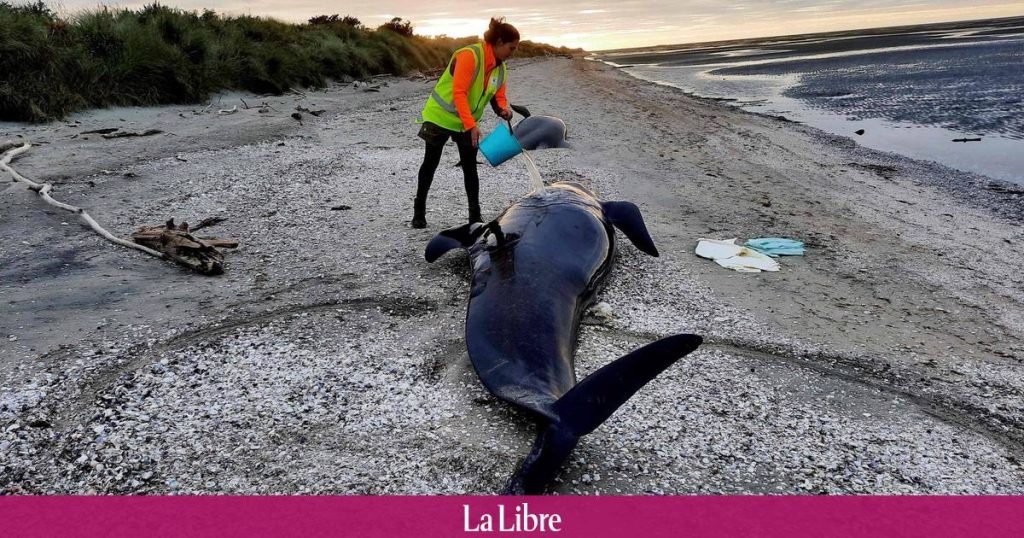 New Zealand: Twenty stranded whales found dead