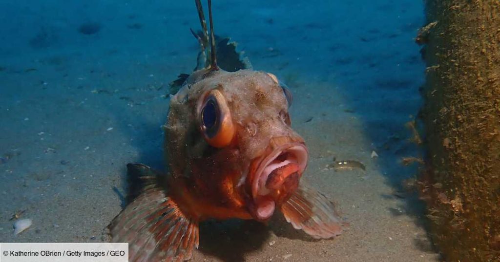 Ugly fish are most at risk