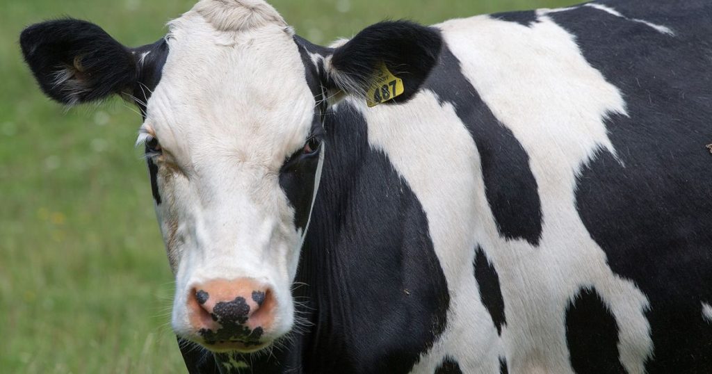 New Zealand wants to tax cow burps to reduce greenhouse gas emissions